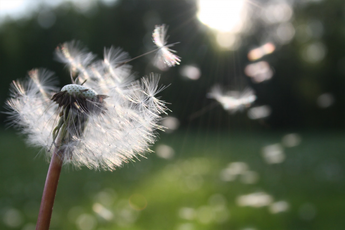 Seasonal Allergy